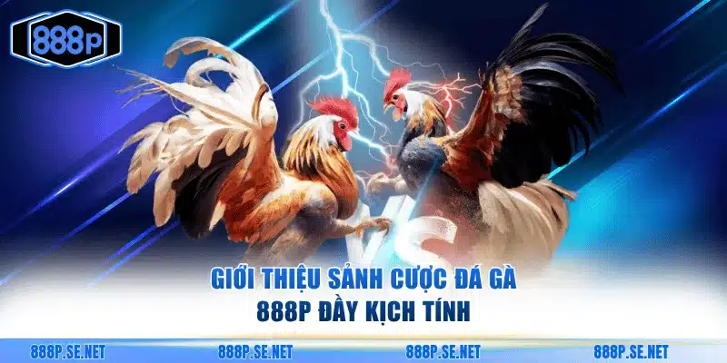 Giới thiệu sảnh cược đá gà 888P đầy kịch tính