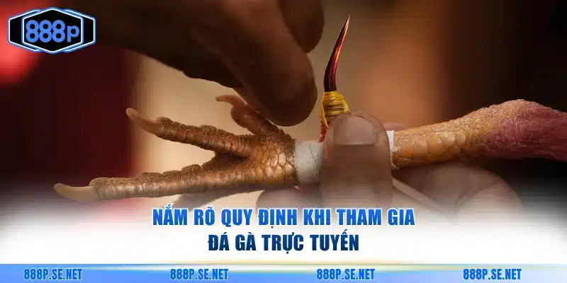 Nắm rõ quy định khi tham gia đá gà trực tuyến